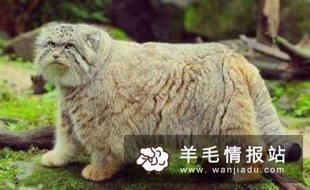 最新网赚项目：纷红猫APP，养宠物必得永久广告分红，没有任何套路