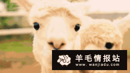 最新网赚项目：纷红猫APP，养宠物必得永久广告分红，没有任何套路