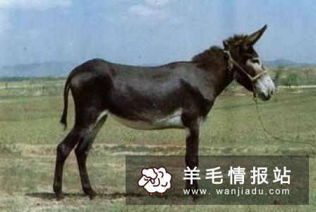 藏在农村不起眼的暴利,种养殖业的发展春天