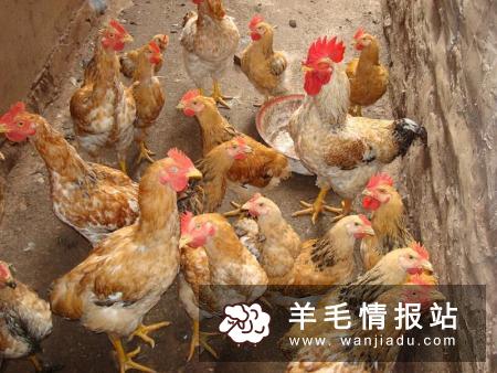 现在农村干什么能挣钱快，这几种人赚钱最快