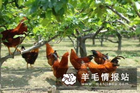 农村赚钱好项目 农村什么项目最赚钱